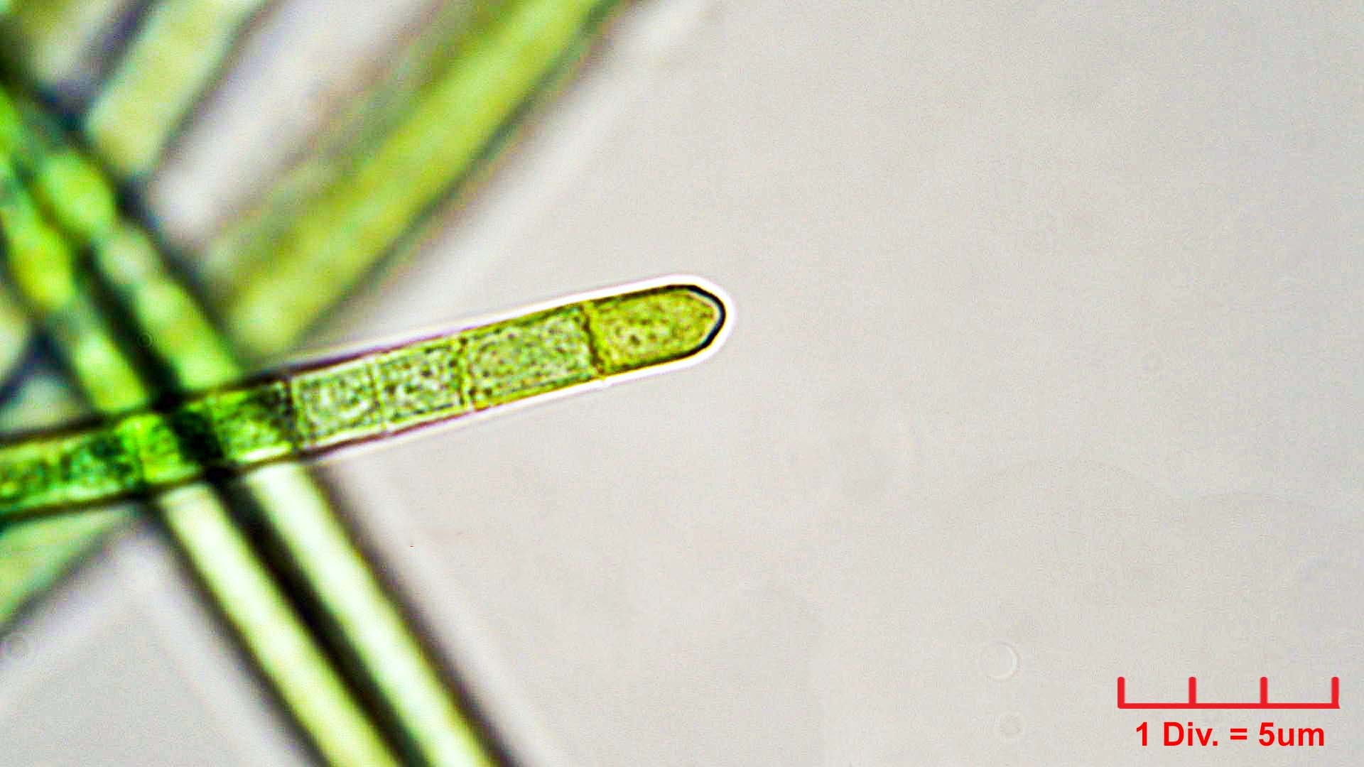 Cyanobacteria/Oscillatoriales/Oscillatoriaceae/Phormidium/retzii/phormidium-retzii-233.jpg