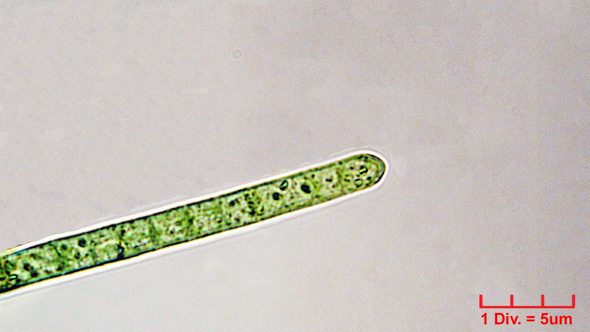 ././././Cyanobacteria/Oscillatoriales/Oscillatoriaceae/Phormidium/retzii/phormidium-retzii-234.jpg