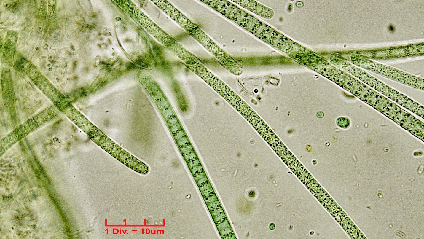 Cyanobacteria/Oscillatoriales/Oscillatoriaceae/Phormidium/subuliforme/phormidium-subuliforme-224.jpg