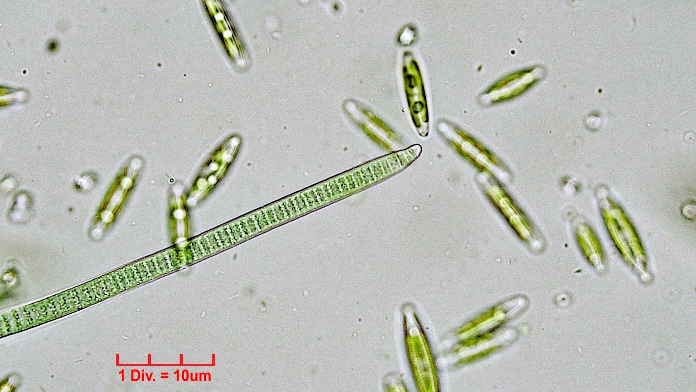 ././././Cyanobacteria/Oscillatoriales/Oscillatoriaceae/Phormidium/uncinatum/phormidium-uncinatum-222.jpg