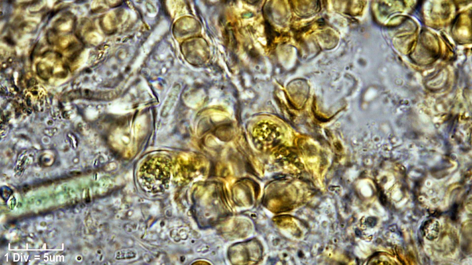 Cyanobacteria/Pleurocapsales/Hyellaceae/Pleurocapsa/fuliginosa/pleurocapsa-fuliginosa-166.jpg