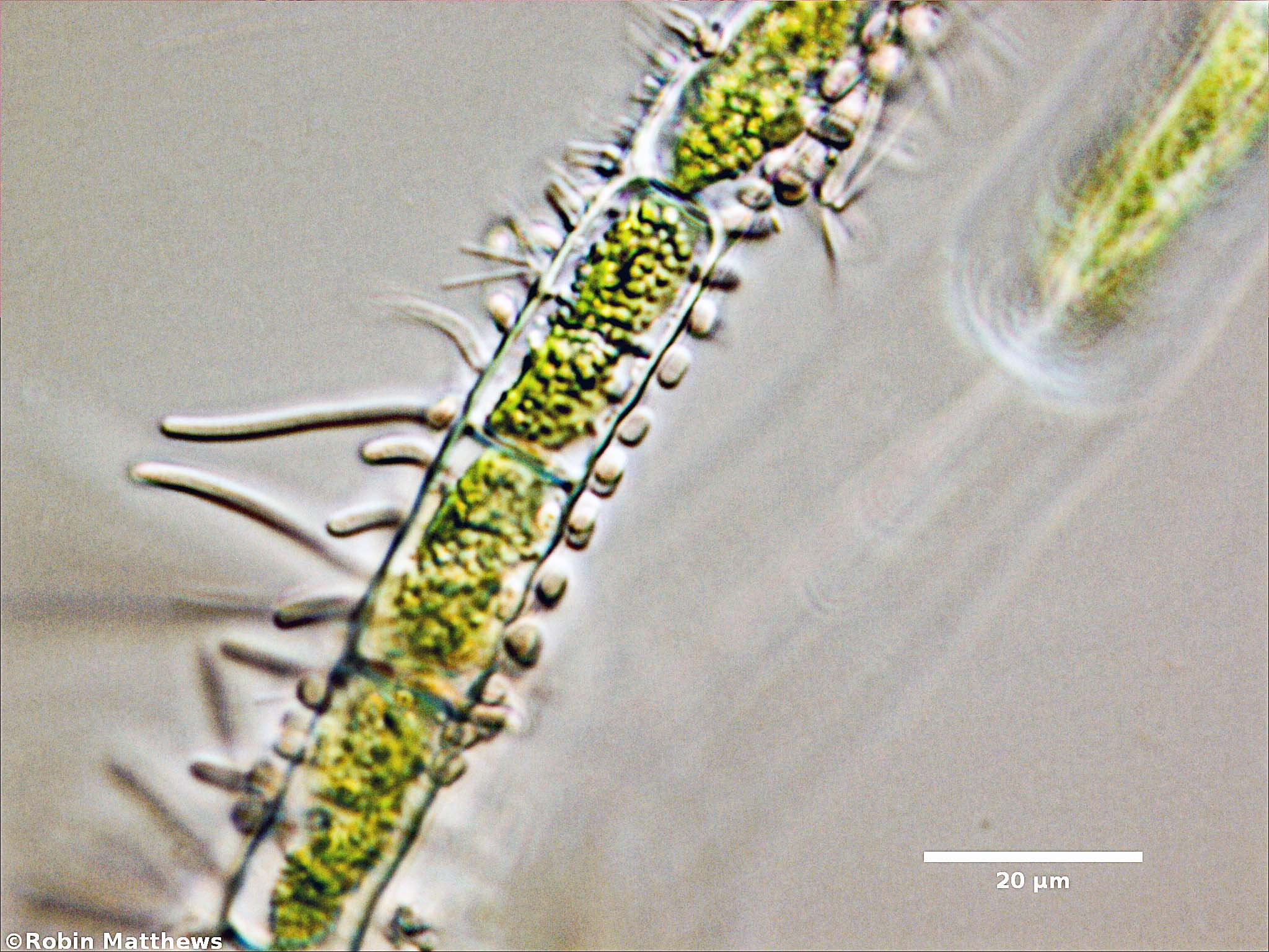 ././././Cyanobacteria/Synechococcales/Chamaesiphonaceae/Cyanophanon/mirable/cyanophanon-mirable-90.jpg
