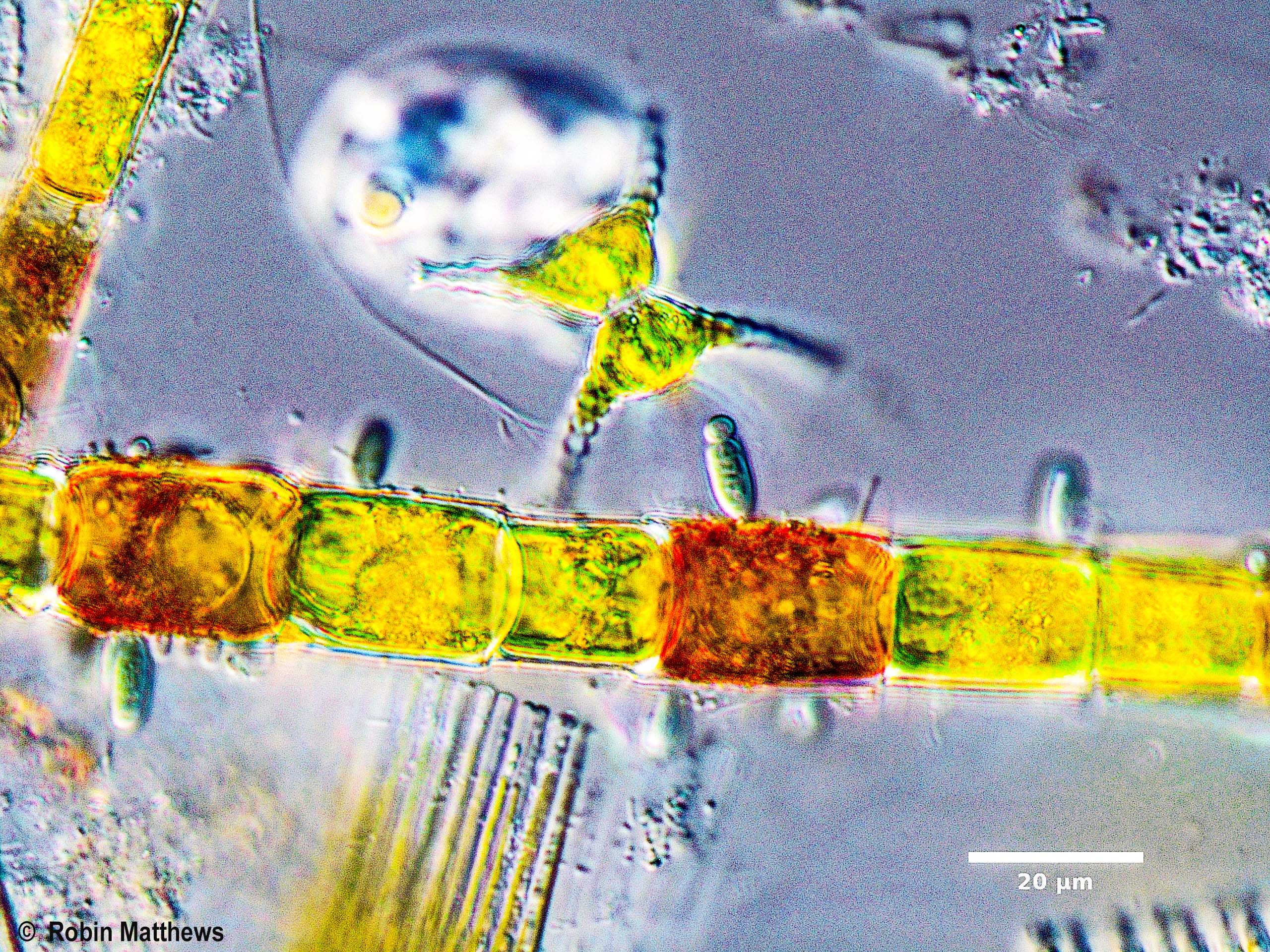 Cyanobacteria/Synechococcales/Chamaesiphonaceae/Geitlerbactron/periphyticum/geitlerbactron-periphyticum-94.jpg