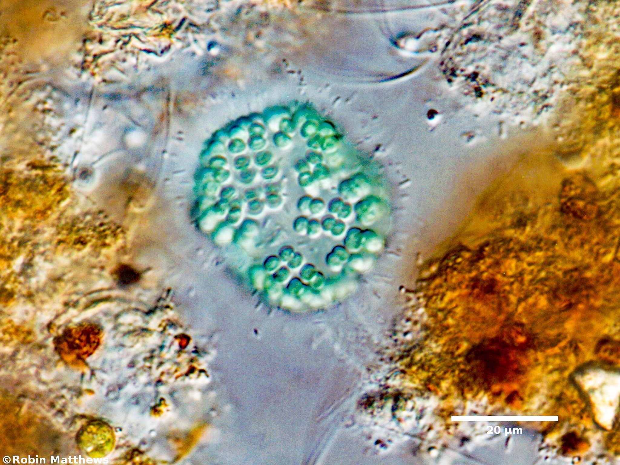 ./Cyanobacteria/Synechococcales/Coleosphaeriaceae/Coelomoron/sp/coelomoron-98.jpg
