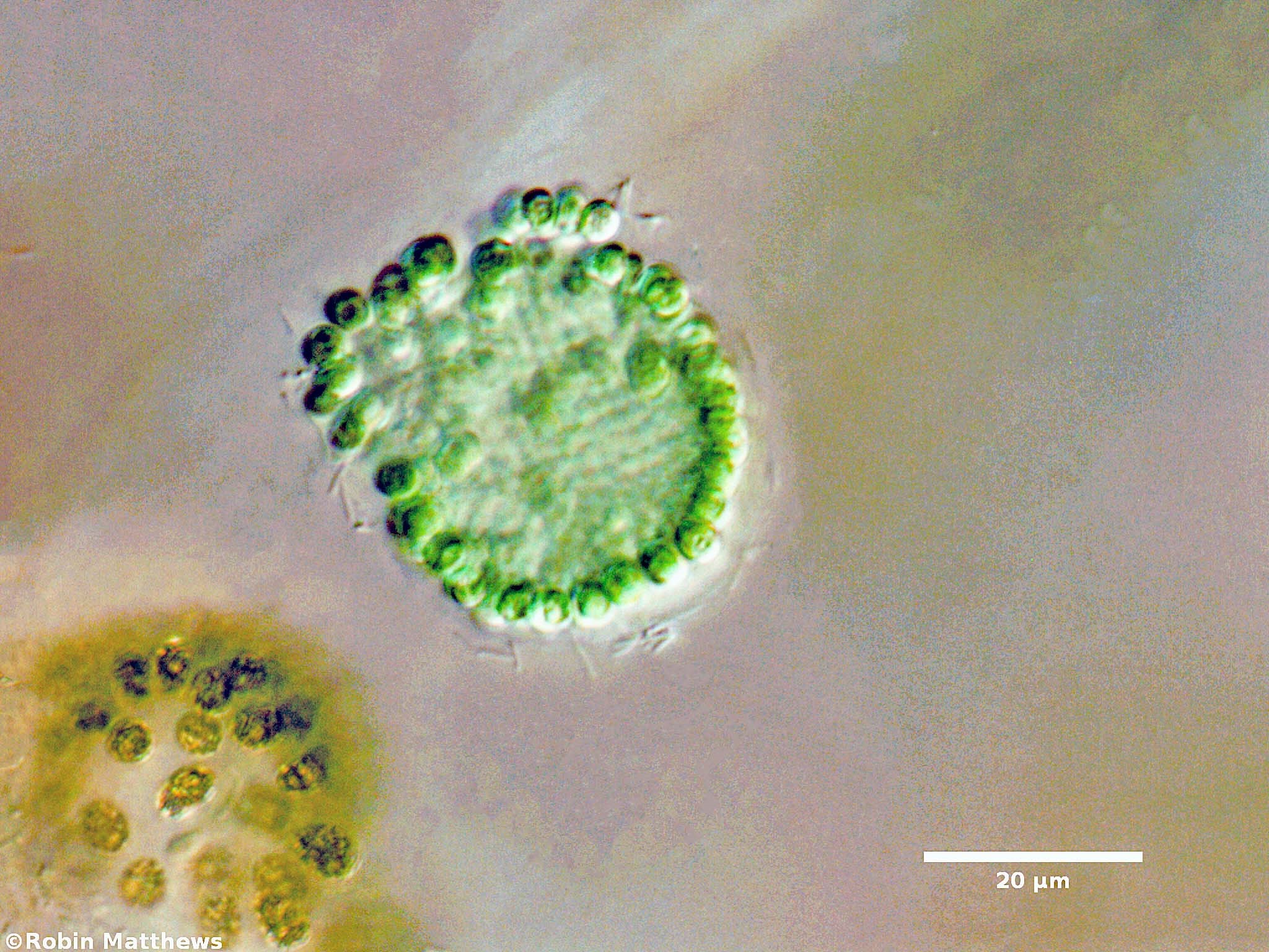 ./Cyanobacteria/Synechococcales/Coleosphaeriaceae/Coelomoron/sp/coelomoron-99.jpg
