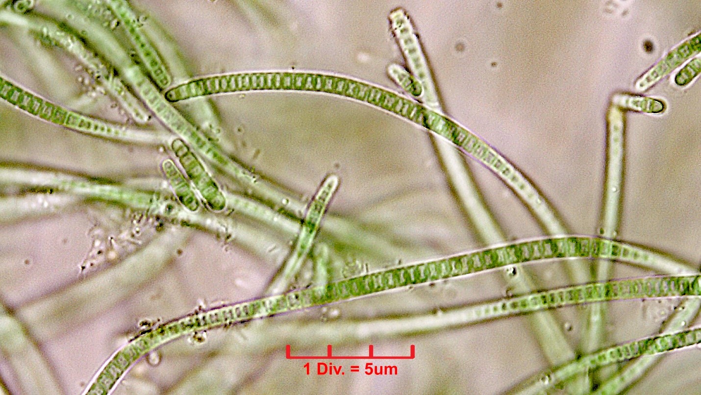 Cyanobacteria/Synechococcales/Leptolyngbyaceae/Leptolyngbya/foveolarum_cf/leptolyngbya-foveolarum-120.jpg