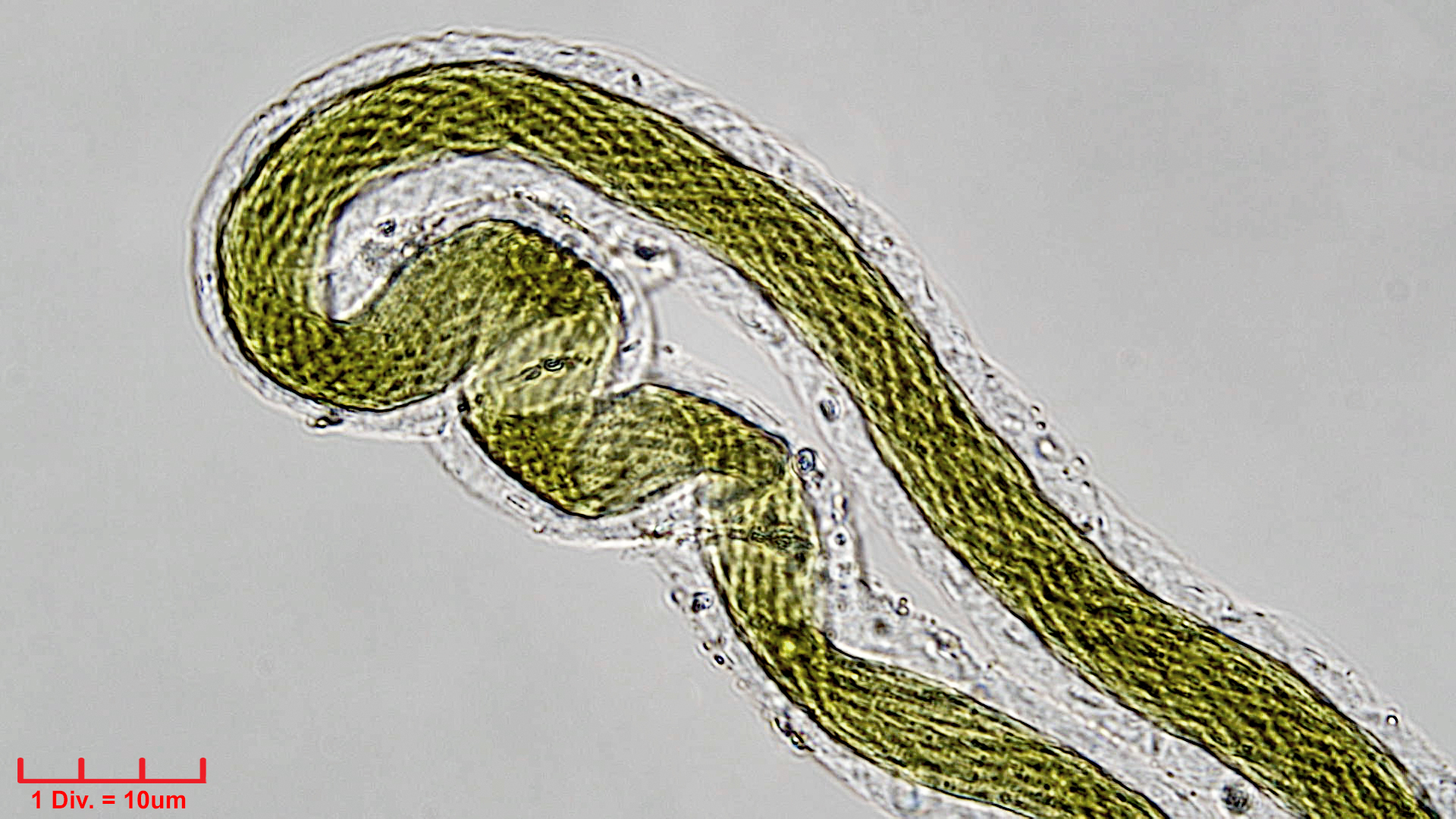 Cyanobacteria/Synechococcales/Leptolyngbyaceae/Trichocoleus/acutissimus/trichocoleus-acutissimus-123.jpg