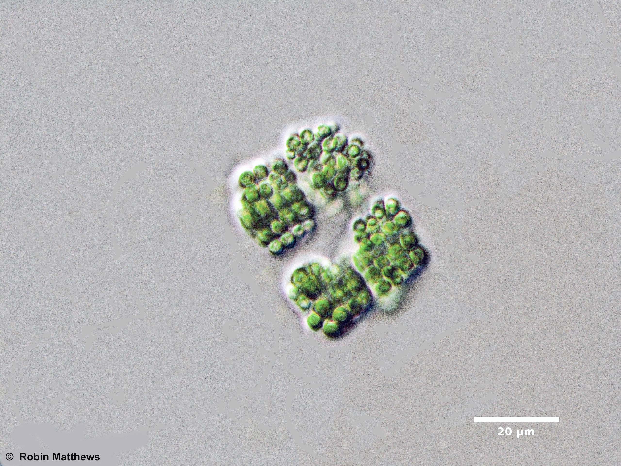 ./Cyanobacteria/Synechococcales/Merismopediaceae/Eucapsis/minor/eucapsis-minor-115.jpg