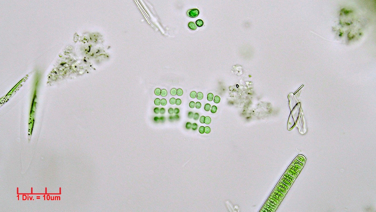 Cyanobacteria/Synechococcales/Merismopediaceae/Merismopedia/glauca/merismopedia-glauca-109.jpg