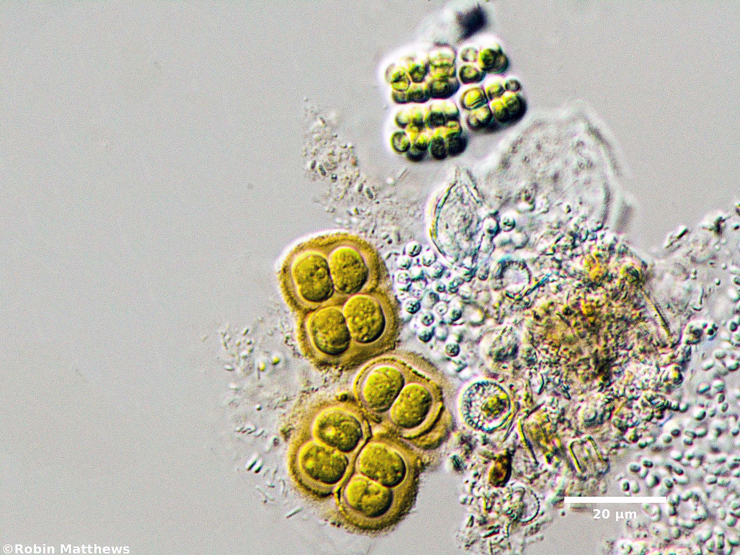 Cyanobacteria/Synechococcales/Merismopediaceae/Merismopedia/sp/merismopedia-113.jpg