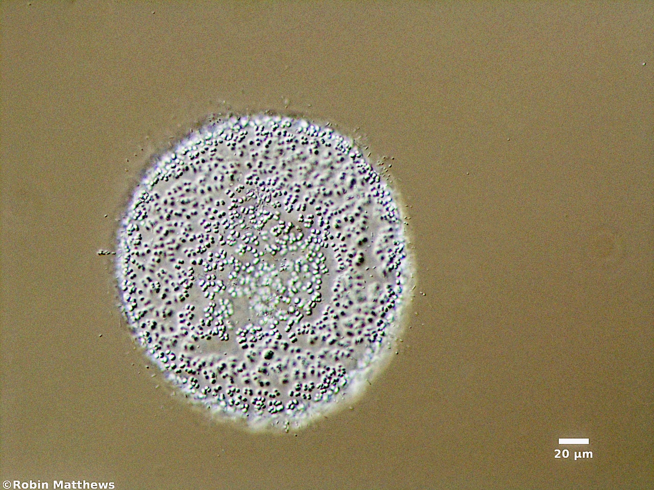Cyanobacteria/Synechococcales/Merismopediaceae/Panus/planus/panus-planus-117.jpg