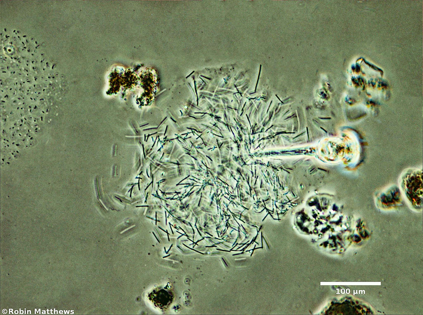 Cyanobacteria/Synechococcales/Pseudanabaenaceae/Pseudanabaena/arcuata/pseudanabaena-arcuata-132.png