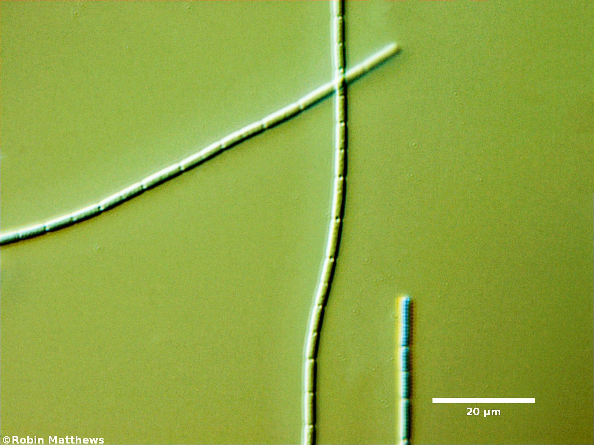 Cyanobacteria/Synechococcales/Pseudanabaenaceae/Pseudanabaena/catenata/pseudanabaena-catenata-134.jpg
