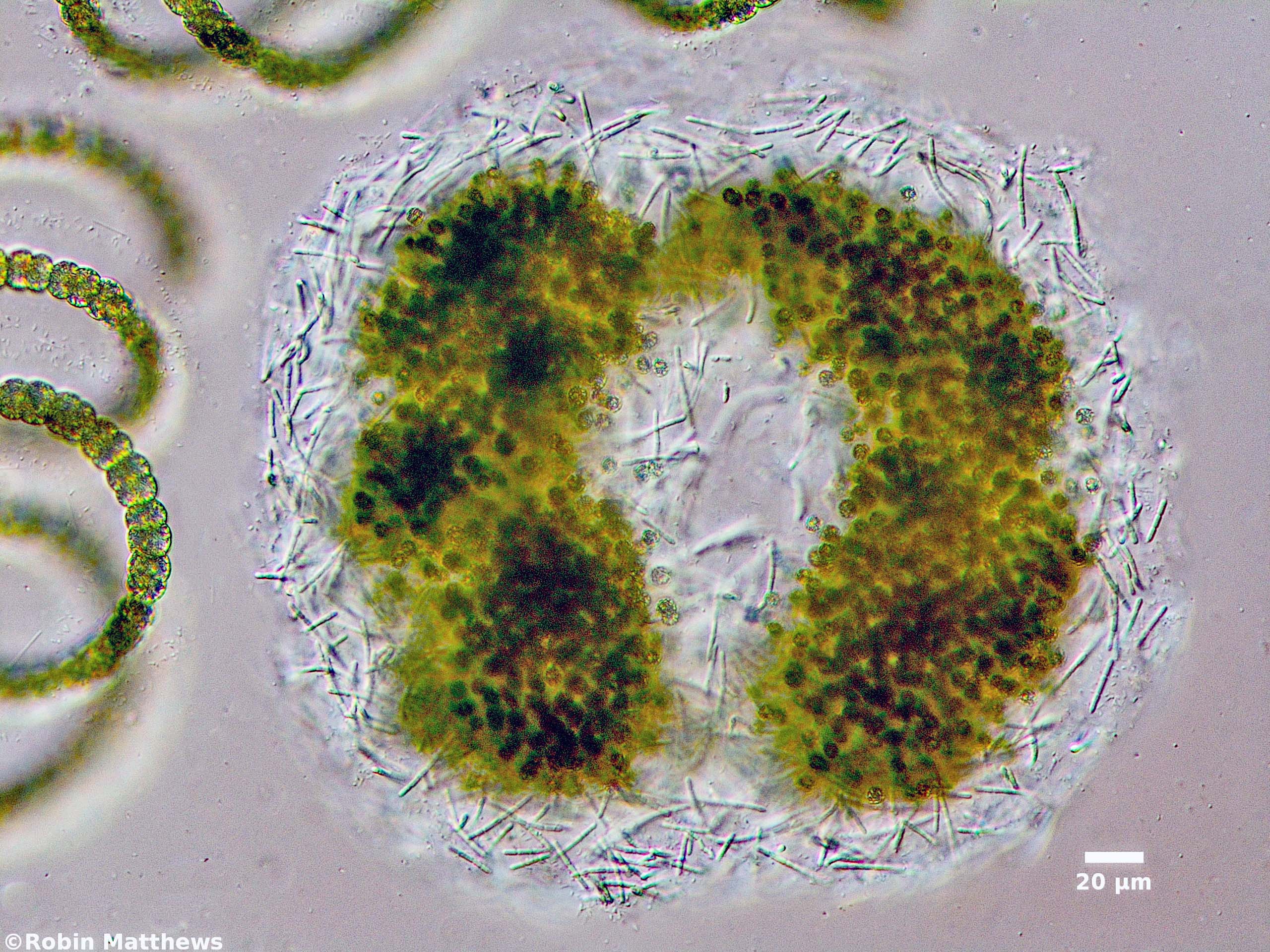Cyanobacteria/Synechococcales/Pseudanabaenaceae/Pseudanabaena/mucicola/pseudanabaena-mucicola-136.jpg