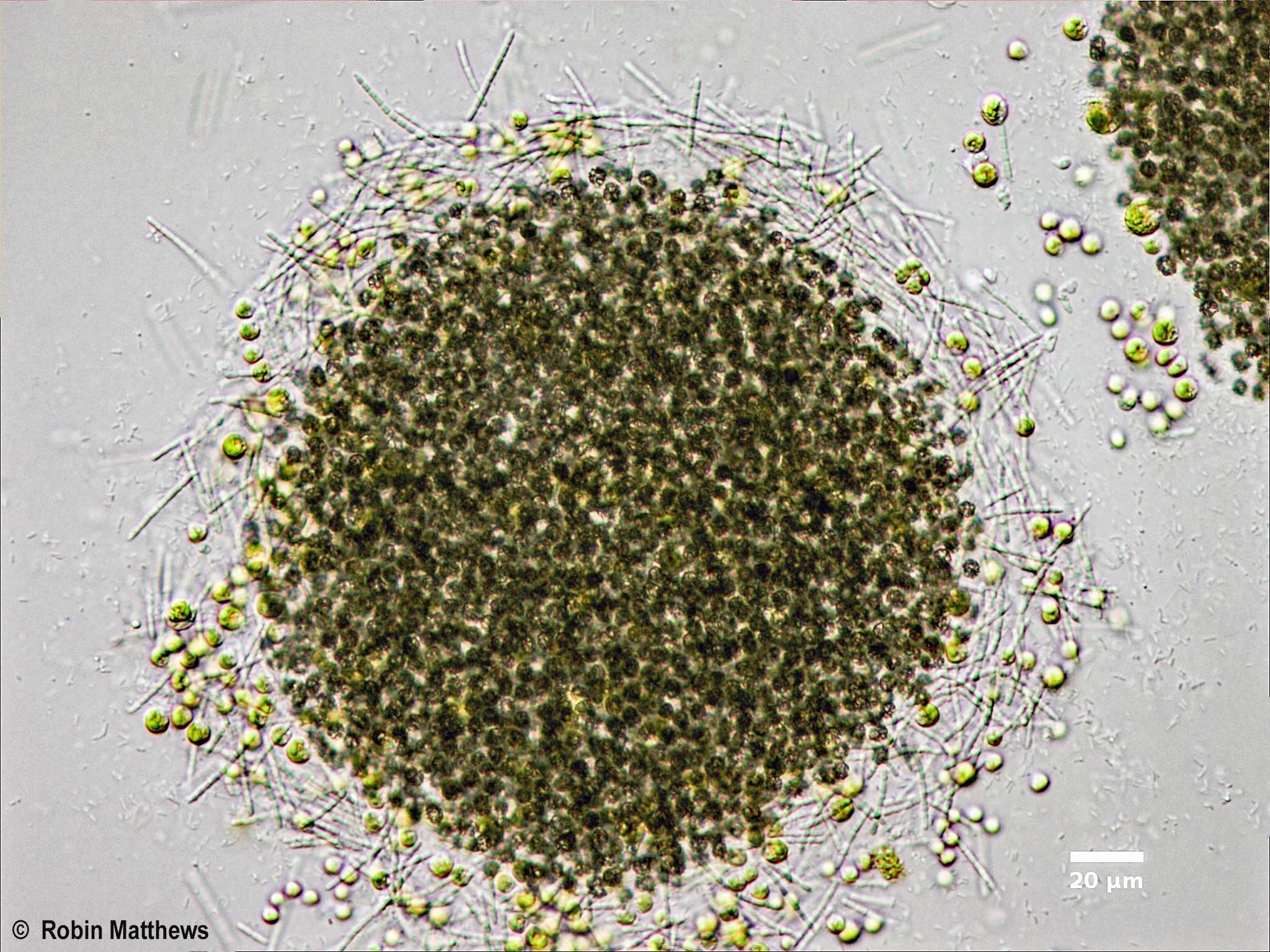 ./Cyanobacteria/Synechococcales/Pseudanabaenaceae/Pseudanabaena/mucicola/pseudanabaena-mucicola-137.jpg