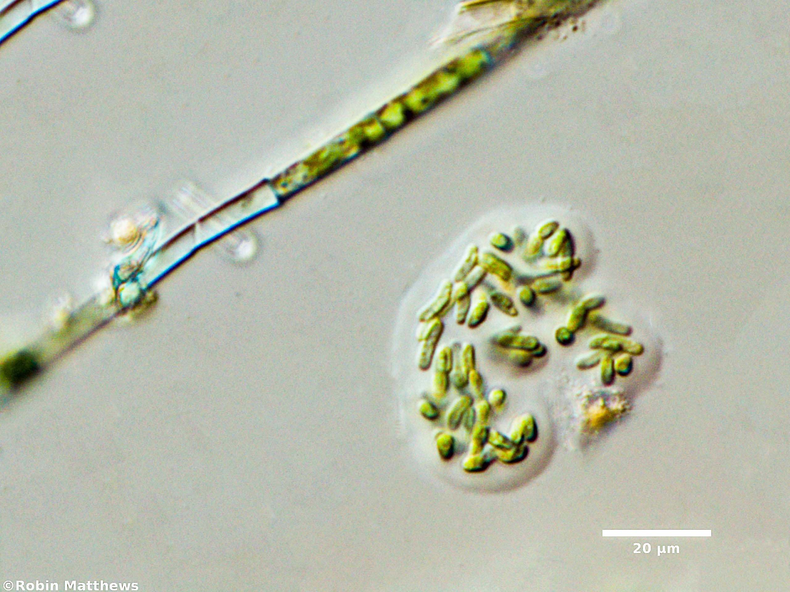 Cyanobacteria/Synechococcales/Synechococcaceae/Rhabdogloea/linearis/rhabdogloea-linearis-72.jpg
