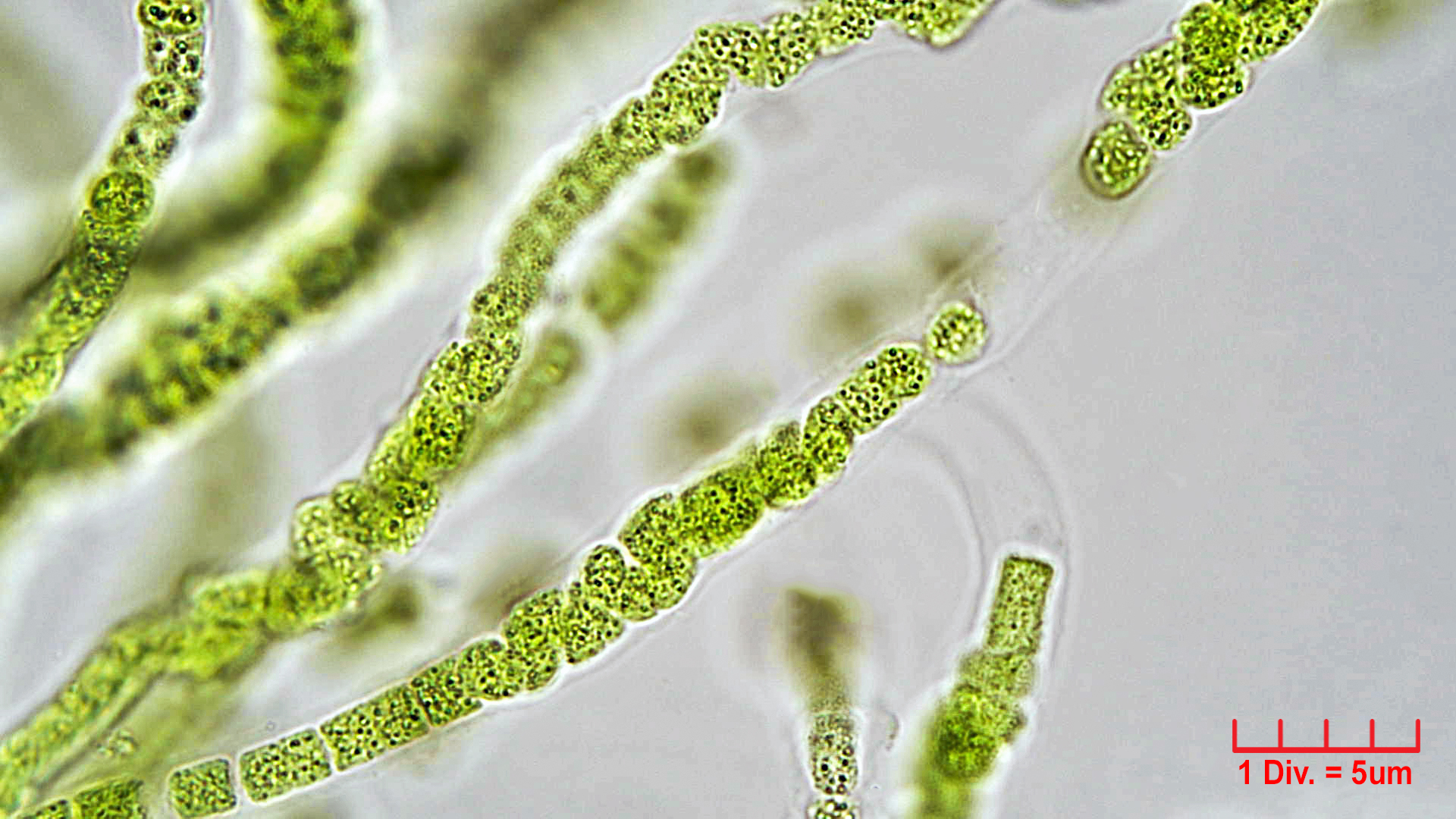 Cyanobacteria/Unknown/1005.jpg