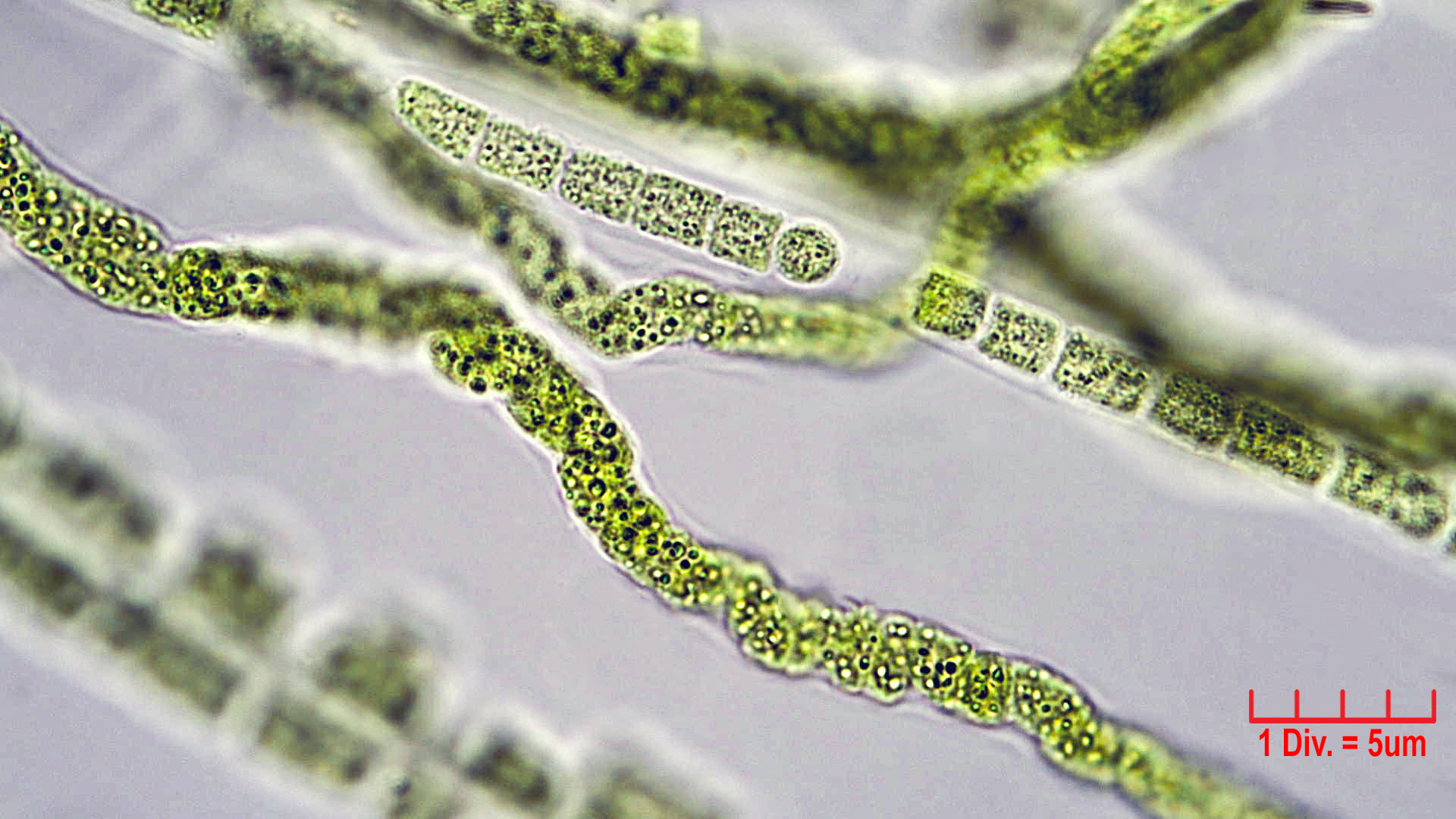 Cyanobacteria/Unknown/1006.jpg