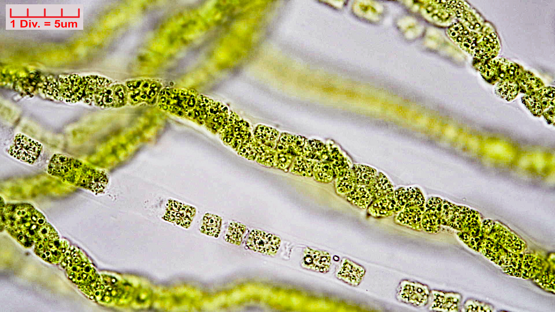 Cyanobacteria/Unknown/1007.jpg