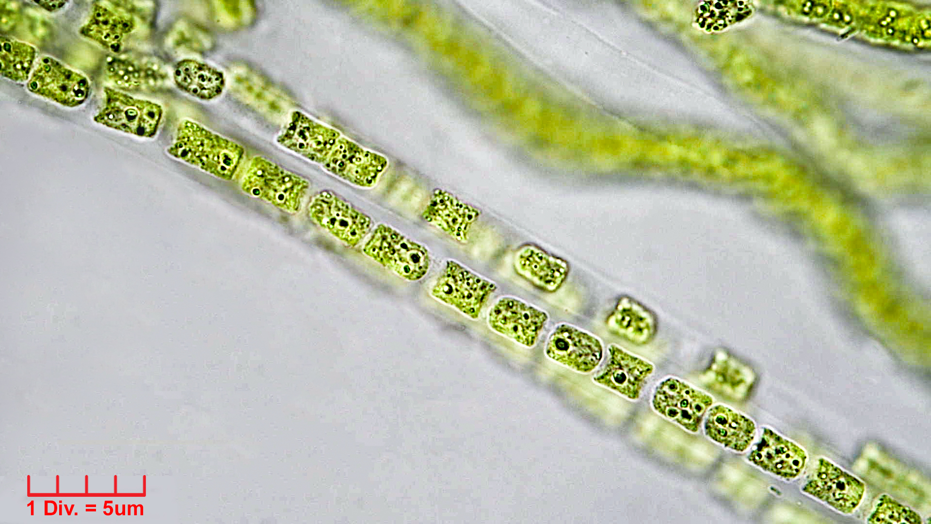 Cyanobacteria/Unknown/1008.jpg