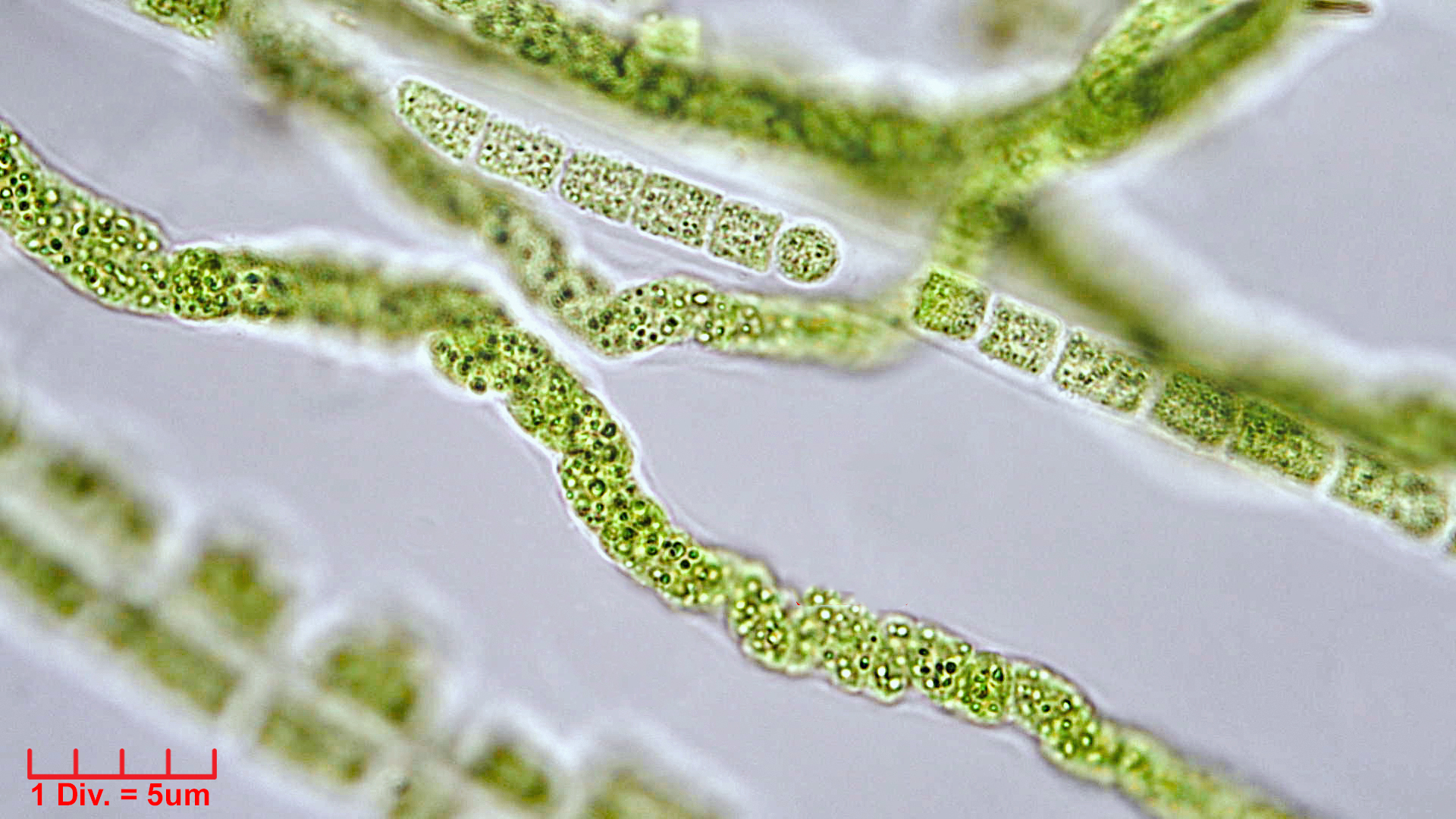 Cyanobacteria/Unknown/1009.jpg
